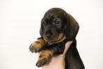 Standaard Ruwhaar teckel pups met stamboom, Standaard, Meerdere, Meerdere dieren, Ruwhaar