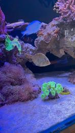 Vijlvis te koop! Acreichthys Tomentosus M-size, Vis