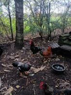 10 Grote Kippen en 10 Grote Hanen., Dieren en Toebehoren, Pluimvee, Meerdere dieren, Kip