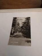 ZUIDLAREN.  SCHAPENDRIFT, Verzamelen, Ansichtkaarten | Nederland, Ophalen of Verzenden, Voor 1920, Zuid-Holland