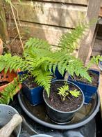 Tuin varen planten, Ophalen, Vaste plant, Varens, Bloeit niet