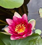 Roze Waterlelie jonge stek, Ophalen, Nieuw