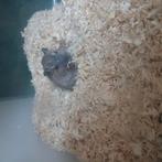 Gratis Gabril en een kljie ver vergoeding voor de hok, Dieren en Toebehoren, Vrouwelijk, Mei, Overige typen, Tam