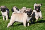 Mopshond pups te koop, Dieren en Toebehoren, Rabiës (hondsdolheid), 15 weken tot 1 jaar, Overige rassen, Buitenland