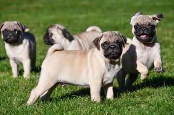 Mopshond pups te koop beschikbaar voor biedingen