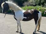 Diverse kwaliteitsvolle paarden te koop, Dieren en Toebehoren, Paarden, Gechipt, Dressuurpaard, 0 tot 2 jaar, Hengst