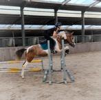 Zeer BRAVE DRACHTIGE en apart knappe D pony!!