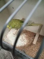 Melanstic grasparkieten, Meerdere dieren, Parkiet