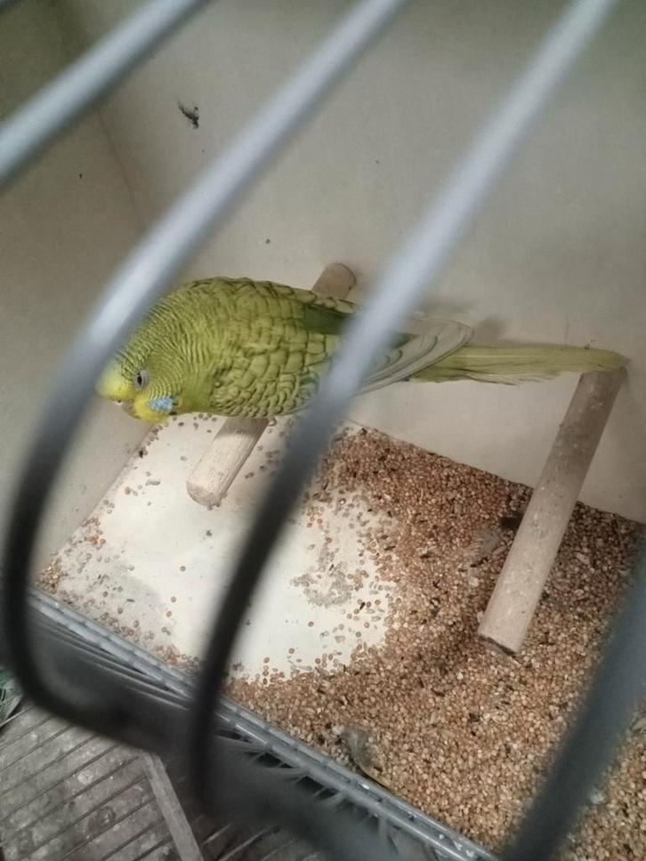 Melanstic grasparkieten, Dieren en Toebehoren, Vogels | Parkieten en Papegaaien, Parkiet, Meerdere dieren