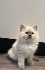 Ragdoll kitten ( katertje ), Dieren en Toebehoren, Katten en Kittens | Raskatten | Langhaar