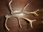 2 afwerpstang stangen hert gewei, Ophalen of Verzenden, Zo goed als nieuw, Hert, Gewei of Kop