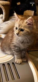 Maine Coon kittens, Dieren en Toebehoren, Katten en Kittens | Raskatten | Langhaar, Gechipt, 0 tot 2 jaar, Poes