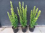 Euonymus japonicus ‘Green Spire’ (Japanse Kardinaalsmuts), Ophalen, Lente, Vaste plant, Overige soorten