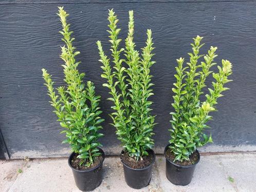 Euonymus japonicus ‘Green Spire’ (Japanse Kardinaalsmuts), Tuin en Terras, Planten | Tuinplanten, Vaste plant, Overige soorten