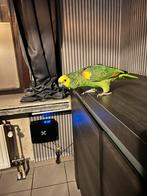 GEZOCHT ! handtamme papegaai !, Dieren en Toebehoren, Vogels | Parkieten en Papegaaien, Mannelijk, Papegaai