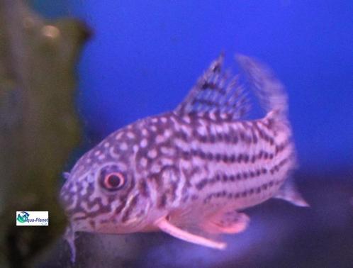 Corydoras sterbai, Dieren en Toebehoren, Vissen | Aquariumvissen, Zoetwatervis, Vis, Schoolvis