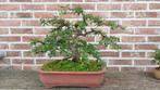 Bonsai Cotoneaster Horizontalis, Bloeit niet, Overige soorten, Minder dan 100 cm, Ophalen