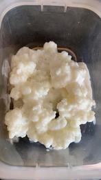 **GRATIS** biologische melkkefir kefir kefirkorrels roosjes, Ophalen