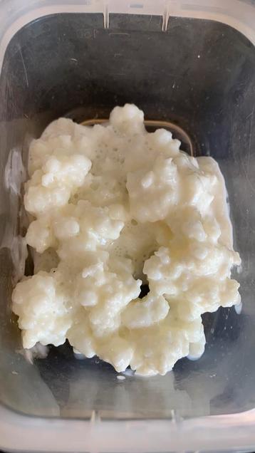 **GRATIS** biologische melkkefir kefir kefirkorrels roosjes beschikbaar voor biedingen