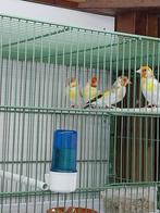 putters majoor, Meerdere dieren, Parkiet, Geringd