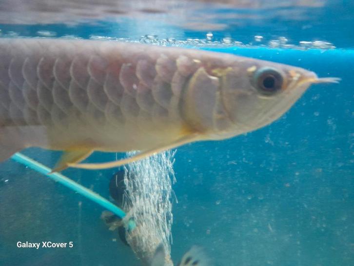 Arowana, Dieren en Toebehoren, Vissen | Aquariumvissen, Vis