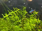 Rotala Rotundifolia, Ophalen of Verzenden, Zo goed als nieuw, Plant(en), Steen of Hout