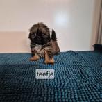 mooie lieve raszuivere shih tzu pups, Dieren en Toebehoren, Honden | Chihuahua's en Gezelschapshonden, Overige rassen, 8 tot 15 weken