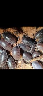 Porcellio Laevis Black, Dieren en Toebehoren, Insecten en Spinnen