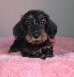 Kaninchen teckel teefje, Dieren en Toebehoren, Honden | Teckels en Dashonden, Kaninchen, 8 tot 15 weken, Teef, Eén hond