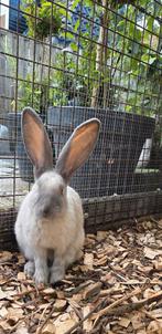 Duitse reus, bleu sable, Dieren en Toebehoren, Konijnen, Mannelijk, Groot