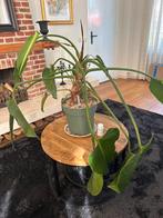 Philodendron Green Beauty - Kamerplant, Overige soorten, In pot, Minder dan 100 cm, Groene kamerplant