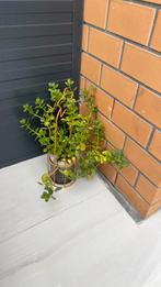 Indoor plant, Ophalen of Verzenden, Overige soorten