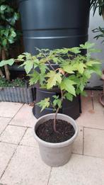 Acer Bonsai, Halfschaduw, Overige soorten, Minder dan 100 cm, Ophalen