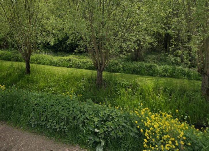 GRATIS Wilgentenen en evt. nog diversen snoeiafval, Tuin en Terras, Planten | Bomen, Overige soorten, Minder dan 100 cm, Volle zon