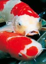 Koi karpers  gezocht, Dieren en Toebehoren, Vissen | Vijvervissen, Karper of Koi