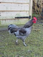 Australorp kriel haan grijs, Dieren en Toebehoren, Pluimvee, Mannelijk, Kip