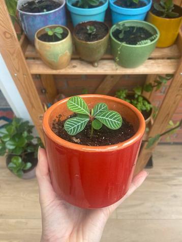 Madagascar jewel stekje beschikbaar voor biedingen