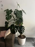 Monstera plant, Huis en Inrichting, Ophalen, Overige soorten, Halfschaduw, In pot