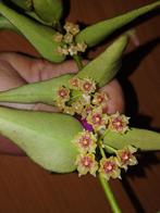 Hoya sp. Vietnam (polyneura complex) snijstek, Overige soorten, Minder dan 100 cm, Bloeiende kamerplant, Halfschaduw