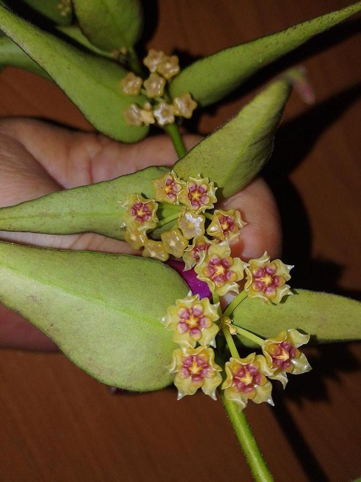 Hoya sp. Vietnam (polyneura complex) snijstek, Huis en Inrichting, Kamerplanten, Overige soorten, Minder dan 100 cm, Bloeiende kamerplant