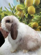 Raszuiver sallander Minilop konijntje🩵, Mannelijk, Dwerg