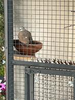 Te koop Birma Tortelduif koppel, Meerdere dieren, Tortelduif