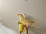 Mooie mannelijke kanaries | Goede zangvogel | Kanarie, Dieren en Toebehoren, Vogels | Kanaries, Mannelijk, Kleurkanarie