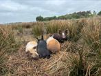 Super lieve knuffelvarkens te koop, Dieren en Toebehoren, Meerdere dieren, Varken, 0 tot 2 jaar
