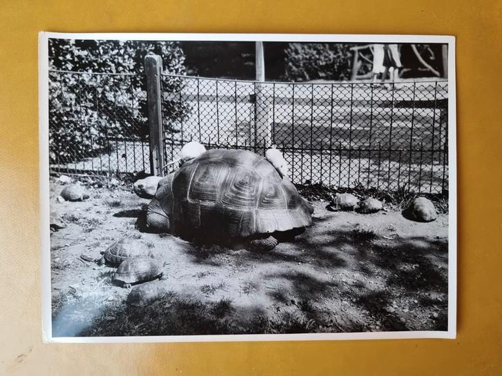 Oude Diergaarde Rotterdam/Blijdorp  Reuzenschildpad, Verzamelen, Overige Verzamelen, Zo goed als nieuw, Verzenden