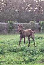 Mooi merrie veulen van Rocket Man, Merrie, Springpaard, Niet van toepassing, 0 tot 2 jaar
