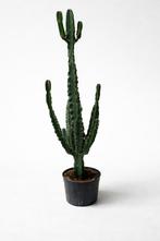 Mooie grote Euphorbia cactus, Ophalen, 100 tot 150 cm, In pot, Cactus