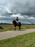 Lief recreatie paard, Merrie, B, 160 tot 165 cm, 11 jaar of ouder