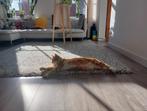 Cozy carpet, Ophalen, Gebruikt, Rechthoekig