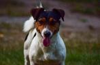 Jack russell russel ervaren dekreu, 6 jaar of ouder, Rabiës (hondsdolheid), Reu, Eén hond
